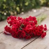 Eden Brothers Annual Phlox Seeds - Red