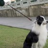 Mycicy No Handle Dog Leash 3 FT / 6 FT,