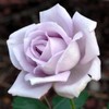 Rose Plant Live, Rose Bush Ready to Plant, 6-10 Inch