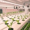 LED Plant Grow Light Strips for Indoor Plants Red &