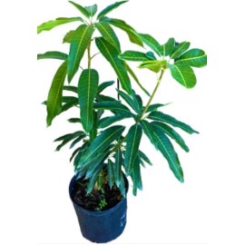 Tree Tommy Atkins Mango Tree GRAFTED 2-4 Ft Tall.Ship To All States. Actual Photos