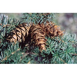Douglas Fir (Pseudotsuga menziesii glauca), 25 seeds