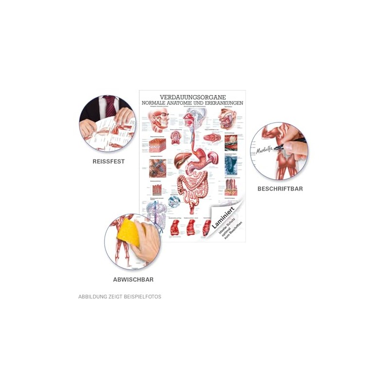 Digestive Organs Mini Poster Anatomy 34x24 cm Medical Teaching Medium