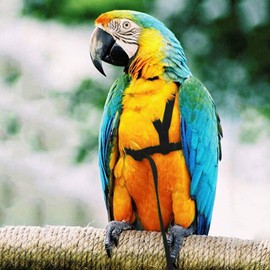 Pssopp Bird Harness and Lead for Parrot, Adjustable Bird Harness Parrot Flight Line with Adjustable Buckle for Grey Cockatoo