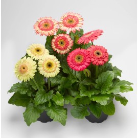 Gerbera Daisy Seeds 15 Seeds Gerbera Cartwheel Strawberry Twist