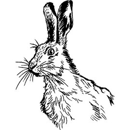 'Curious Rabbit' Rubber Stamp - Unmounted Design for Crafting & Scrapbooking, A7 (RS00007079)