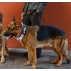Comfluxe 2.5" Tactical Dog Collar for Medium Dogs, Adjustable Heavy
