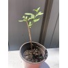 Goji Berry 5 Goji Berry Plant Cutting 6” Each Stick
