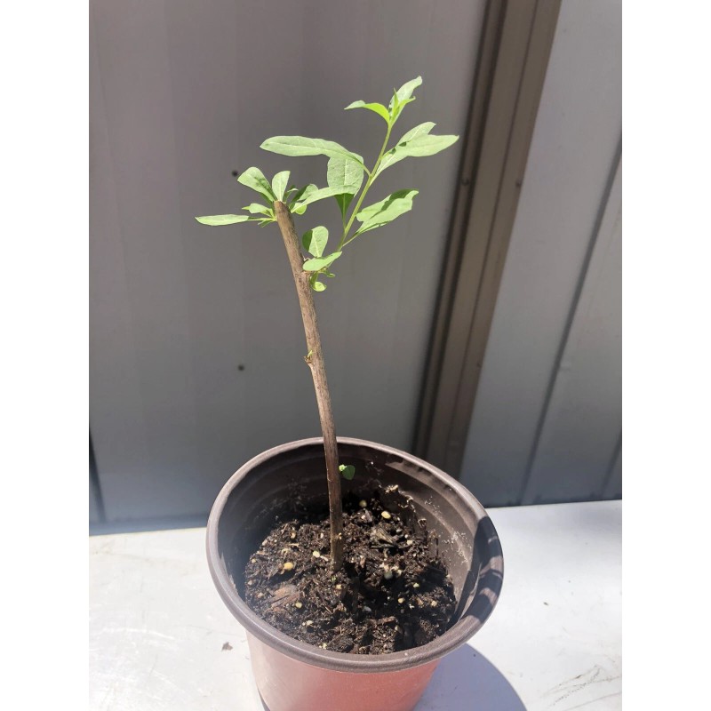 Goji Berry 5 Goji Berry Plant Cutting 6” Each Stick