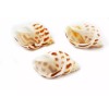 Florida Shells and Gifts 24 Babylonia Areolata Shells 1-1 1/2"