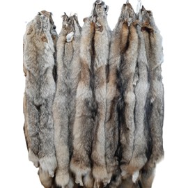 Dakotaline Furs Eastern Coyote Pelt : (NO Tail Grade), 55"-60" Length, Genuine Real Fur Coyote Pelt Tanned for Display, Sewing, Craft, Decoration, or Gift
