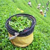 100g Milky Oolong Tea, Black Dragon Tea, Soft and Gentle