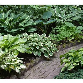 Patriot Hosta - Shade Plant 22" Tall