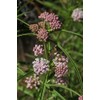 Narrowleaf Milkweed Butterfly Asclepias fascicularis Premium Seeds for Planting Packet