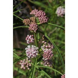 Narrowleaf Milkweed Butterfly Asclepias fascicularis Premium Seeds for Planting Packet Monarch
