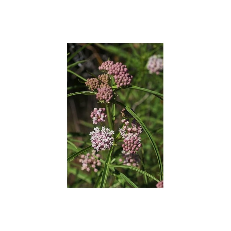 Narrowleaf Milkweed Butterfly Asclepias fascicularis Premium Seeds for Planting Packet