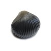 Behr Trendex Carp Clam Black One Size