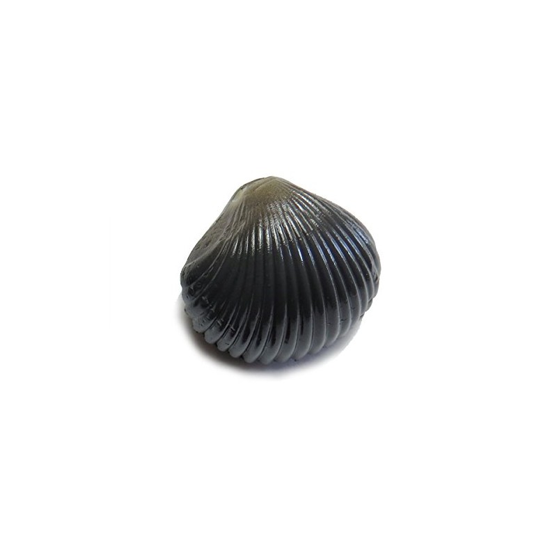 Behr Trendex Carp Clam Black One Size
