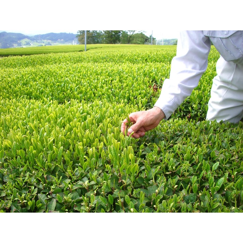 Ocha-no-Maruko Roasted Tea Produced in Shizuoka Prefecture, Farmers Direct from