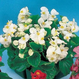 Park Seeds Pizzazz White Begonia, Pack of 150 Seeds
