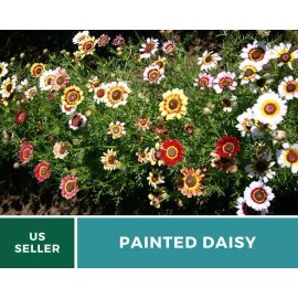 Flowers Daisy, Painted - 100 Seeds - Beautiful Tricolor Ringed Flowers - Non GMO