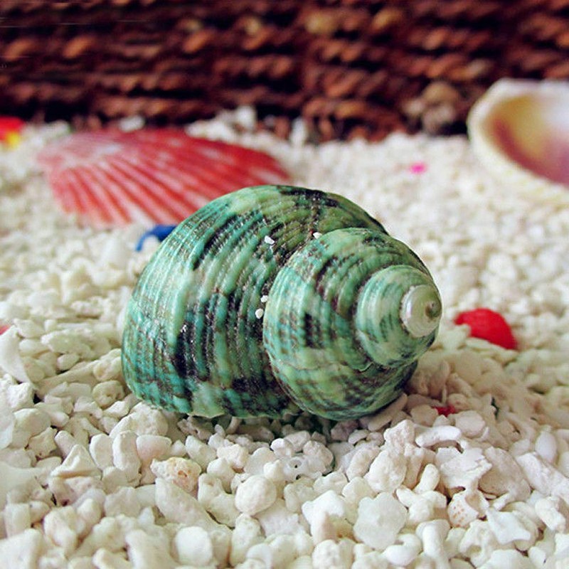 Wixine 1Pcs 10cm Green Turbo Natural Rare Real Sea Shell