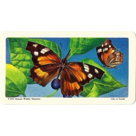 RED ROSE TEA CARD, SERIES: BUTTERFLIES OF NORTH. AMERICA, SNOUT BUTTERFLY