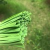 VIMOA Garden Twist Tie Plant Ties Strips 200 pcs 6”