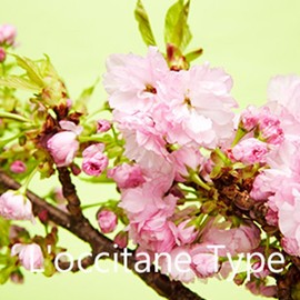 Cherry Blossom / 체리 블로썸(Cherry Blossom)