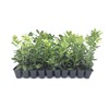 Nellie R. Stevens Holly - 20 Live Plants - Evergreen