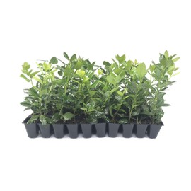Nellie R. Stevens Holly - 20 Live Plants - Evergreen Privacy Trees