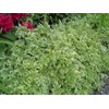 HeirloomSupplySuccess Heirloom 25 Snow on The Mountain Bishop's Gout Plant