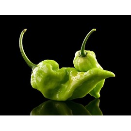 Green Ghost Pepper Bhut Jolokia Heirloom Pepper Premium Seeds for Planting Packet