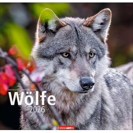 Wölfe Kalender 2026: Tierkalender mit Wolf-Fotos vom bekannten Fotografenpaar Jean-Louis Klein und Marie-Luce Hubert. Foto-Wandkalender mit ... 48x46 cm (Tierkalender Weingarten)