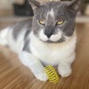 SPOT Colorful Cat Spring Toys – 2" Bouncy Coils for
