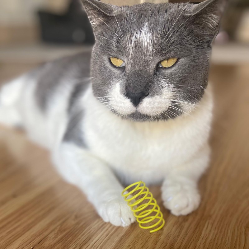 SPOT Colorful Cat Spring Toys – 2" Bouncy Coils for