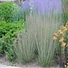 1000 Little Bluestem Native American Ornamental, Prairie Grass Seeds -
