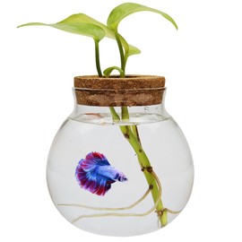 Small Betta Fish Tank Glass Fish Bowls for Betta Fish Goldfish, Aquaponic Fish Tank and Plants Cuttings Planter Terrarium Desktop Decorations Gifts