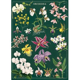 Cavallini Papers & Co. Decorative Wrap Poster, 28" x 20", Orchid (WRAP/ORCHID)