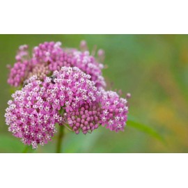 Southeast Seeds Swamp Milkweed Seeds, Asclepias Incarnata, Rose Milkweed, Easy Grow, FREE SHIP - 75 Seeds