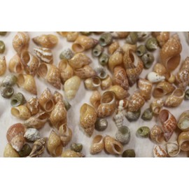 Natural Phasianella Pheasant Seashells for Crafts, 1/8-3/8 Inch, Assorted Colors, Sailor Valentines, Beach Art, 2 Pounds of Tiny Seashells, SS-340