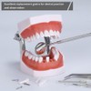 32 piezas de dientes extraíbles para modelo Typodont compatible con Kilgore Nissin para enseñar, estudiar