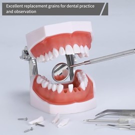 32 piezas de dientes extraíbles para modelo Typodont compatible con Kilgore Nissin para enseñar, estudiar