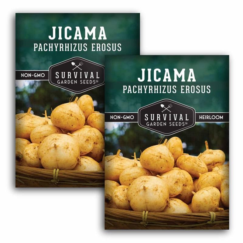 Jicama Seeds - Drought Resistant Mexican Turnip - Size: 5
