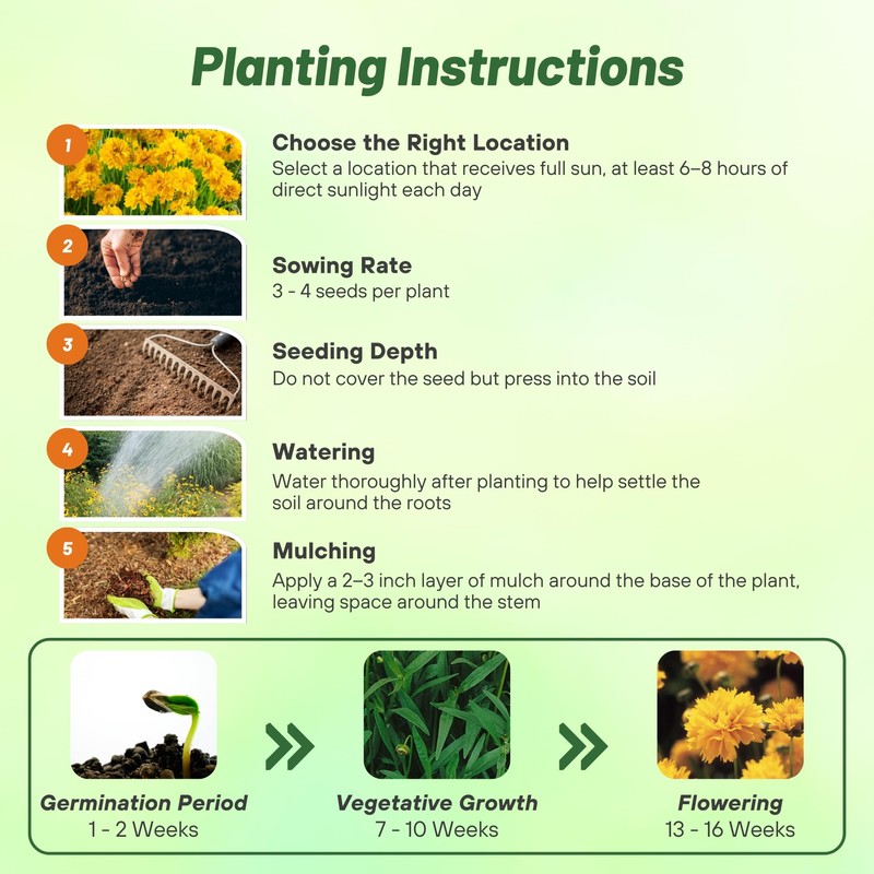 Outsidepride Yellow Early Sunrise Coreopsis Seeds - 500 Seeds Tall,