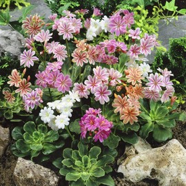 Outsidepride Lewisia Sunset Strain - 100 Seeds
