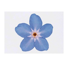 'Forget-Me-Not Flower' Temporary Tattoo - Water Resistant, Skin-Safe, Non-Toxic Transfer (TO00029463)