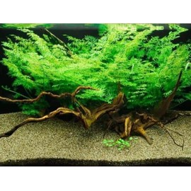 BUY 2 GET 1 FREE Water Sprite (Water Fern, Indian Fern)-Easy Live Aquarium Pond Aquatic Plant