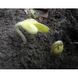 Burpee Stringless Green Bean Seeds - 40+ Seeds