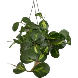 Variegated Hoya Obovata Spalsh Available in 2" Pot, 4" Pot, and 6" Hanging Pot - Hoya Live Plants Live Houseplants - California Seller (4" Pot, 2 Plants(stem))